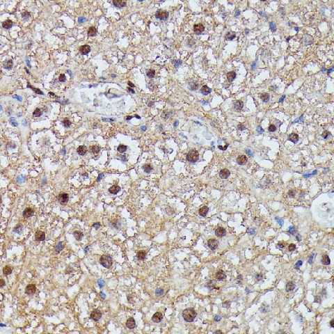Валидация Elabscience E-AB-66672