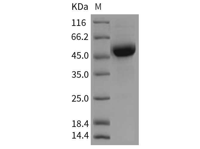 Валидация Elabscience PKSR030228(5586)
