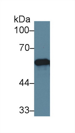 10270