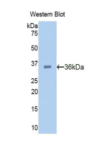 48462