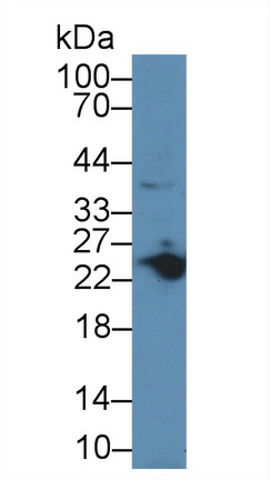 12809