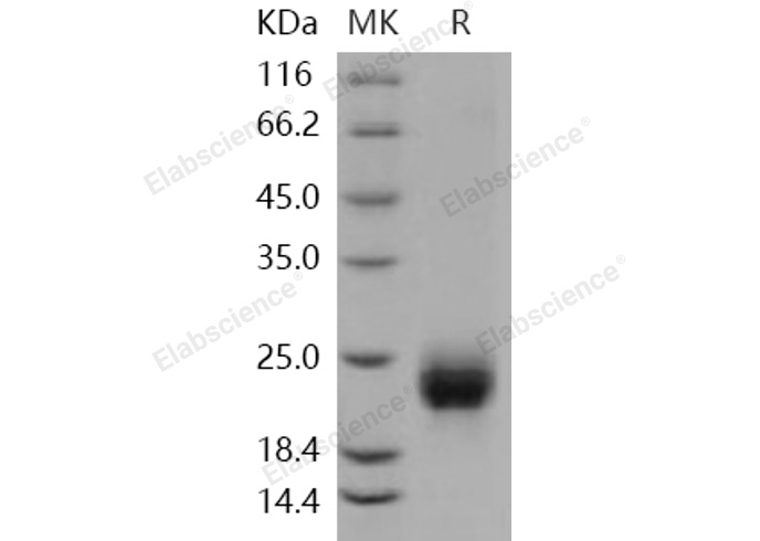 Валидация Elabscience PKSH031268(2013)
