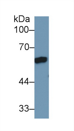 13128