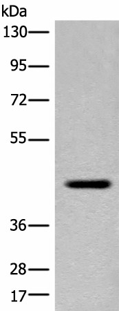 Валидация Elabscience E-AB-18688