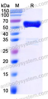 EHJ14403, SDS-PAGE