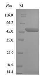 SDS-PAGE
