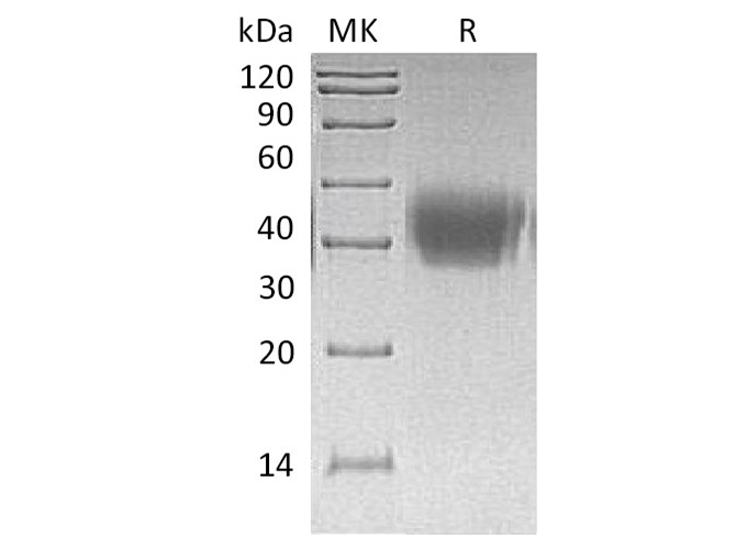 Валидация Elabscience PKSH033783(4054)