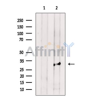Валидация Affinity DF13549 - 8985