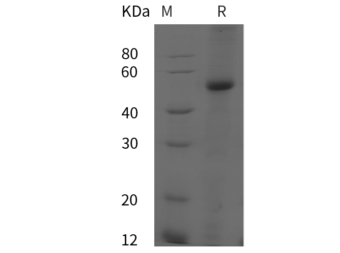Валидация Elabscience PDEH100833(269)