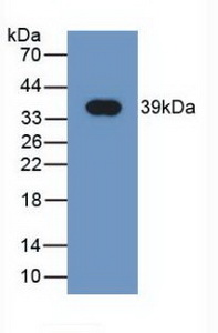 61822