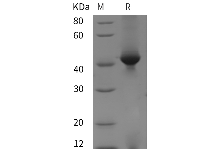 Валидация Elabscience PDEM100244(577)