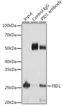 Валидация Elabscience E-AB-90611