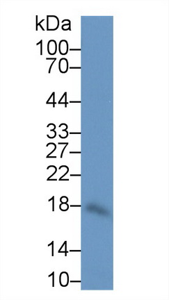 12432