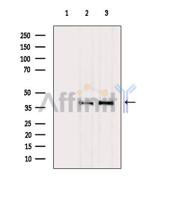 Валидация Affinity DF16082 - 12646