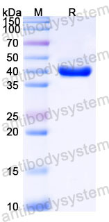 EHC44801, SDS-PAGE