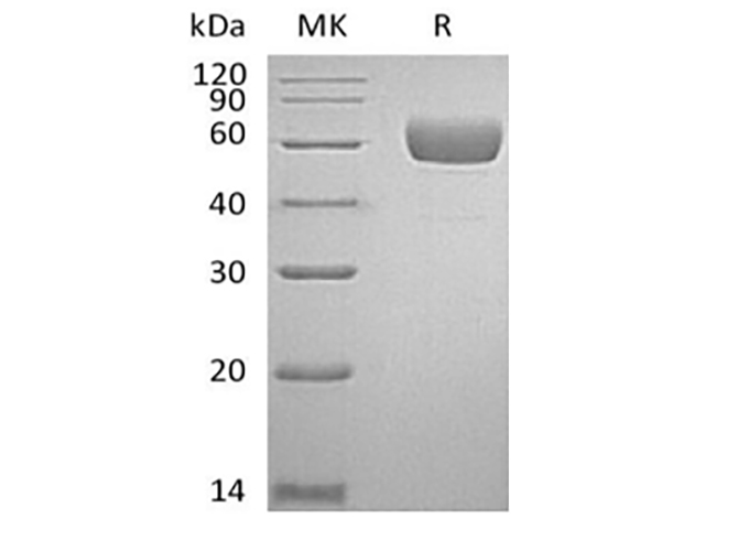 Валидация Elabscience PKSH033879(4112)