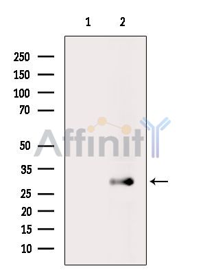 Валидация Affinity DF16048 - 12602