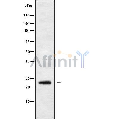 Валидация Affinity DF9824 - 22712