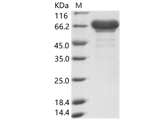 Валидация Elabscience PKSV030147(5924)