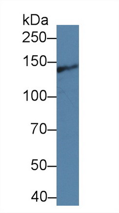 8742