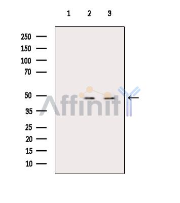 Валидация Affinity DF16107 - 12691