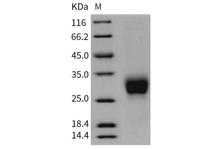 Валидация Elabscience PKSR030403(5739)
