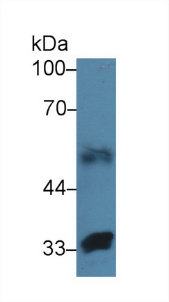9257