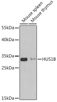 Валидация Elabscience E-AB-65064