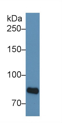 13118