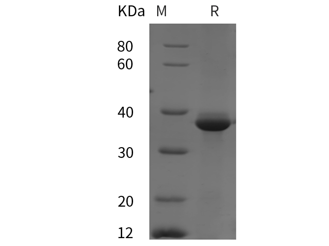 Валидация Elabscience PDEH100974(387)