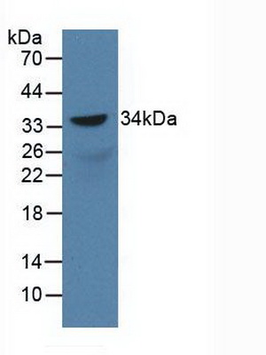 55998