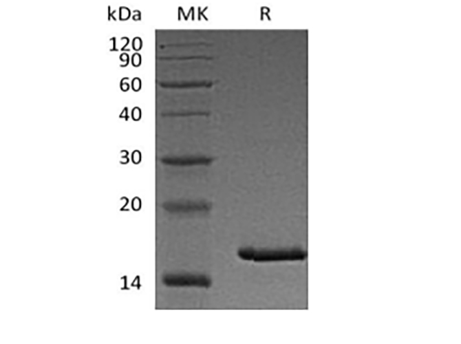 Валидация Elabscience PKSQ050102(5470)