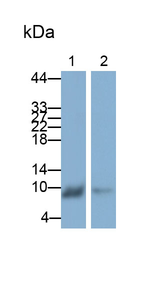 33230