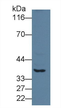 41019