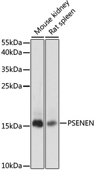 Валидация Elabscience E-AB-66448