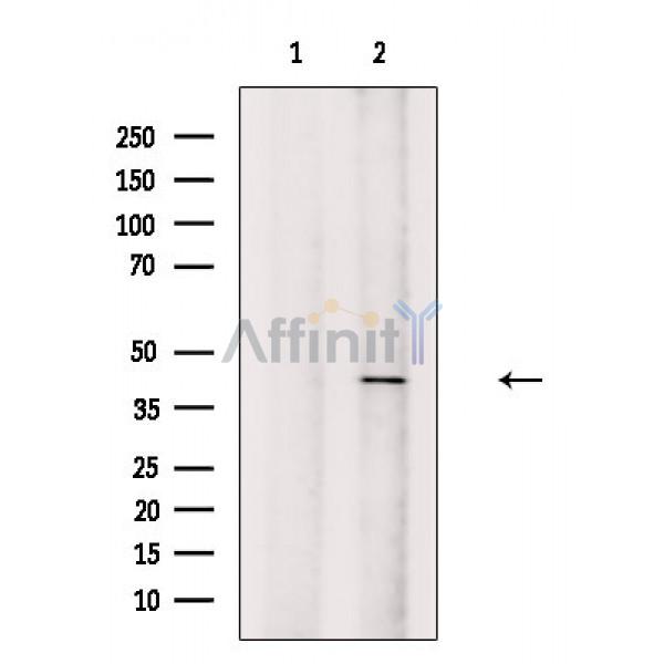 Валидация Affinity DF8758 - 20777