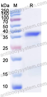 Валидация AntibodySystem YHD35601