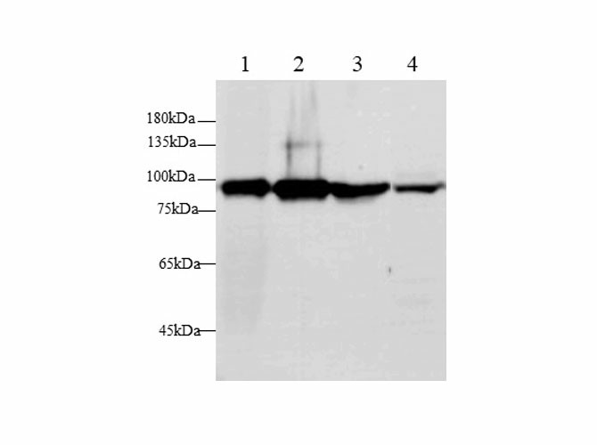 Валидация Elabscience E-AB-40658