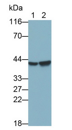 27777