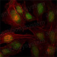 Валидация IF - AntibodySystem RHA43403