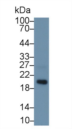 9628