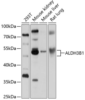Валидация Elabscience E-AB-90157