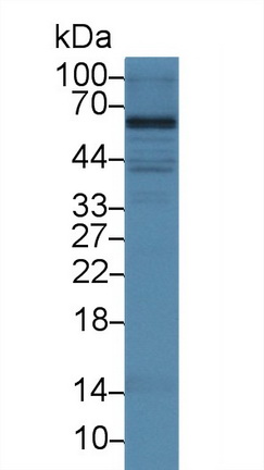 4643