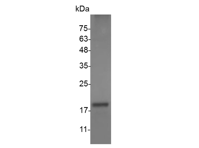 Валидация Elabscience PKSM041486(5347)