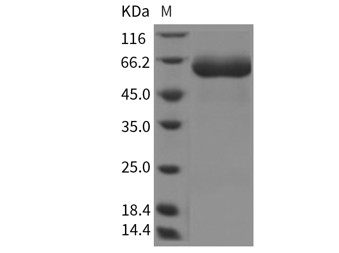 Валидация Elabscience PKSR030161(5527)