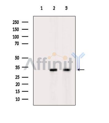 Валидация Affinity DF14043 - 9815