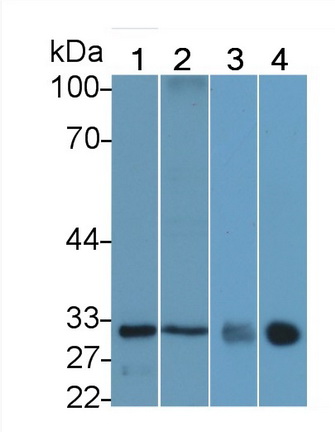 20446