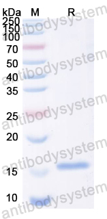 YWB96001, SDS-PAGE