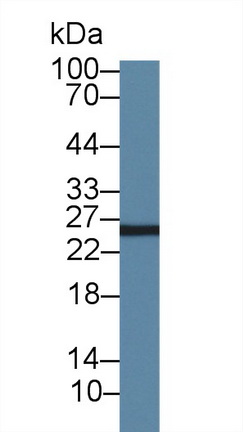 14429