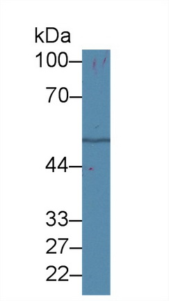 14500